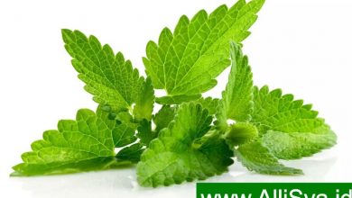 Khasiat daun mint