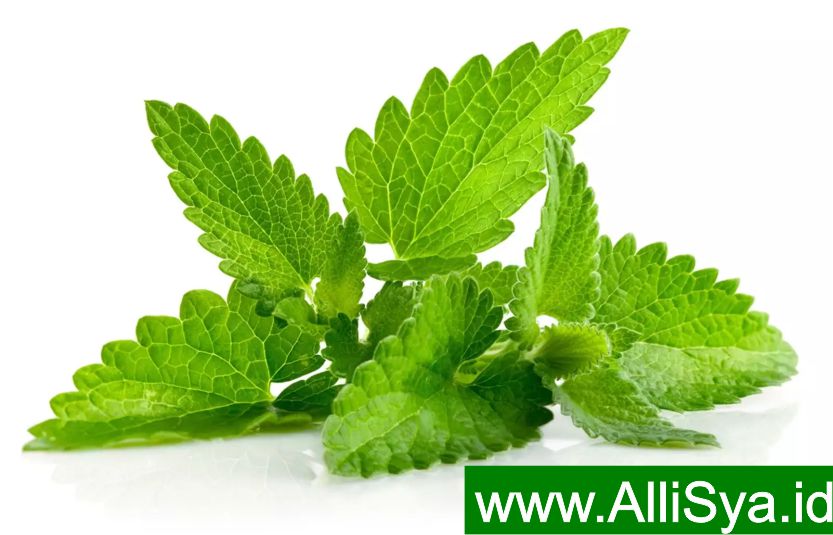 Khasiat Daun Mint Untuk Kesehatan Tubuh Allianz Syariah