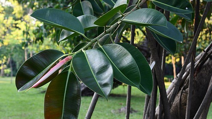 Tanaman Karet (Rubber Plant - Ficus elastic)