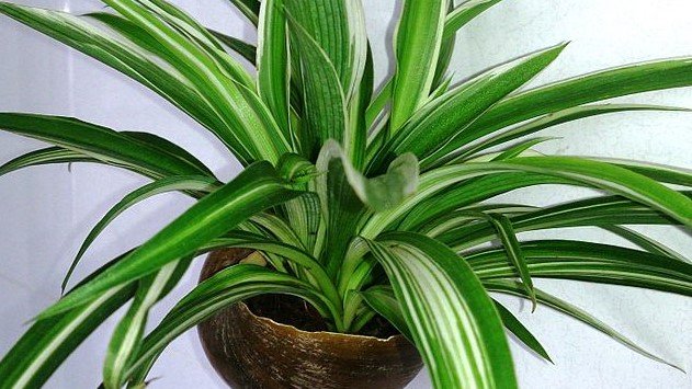 Tanaman Laba-Laba (Spider Plant - Chlorophytum comosum)