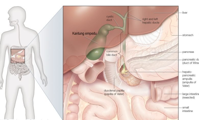 Mengenal Kantung Empedu, Tempat Penyimpan Getah Empedu yang Kaya Manfaat